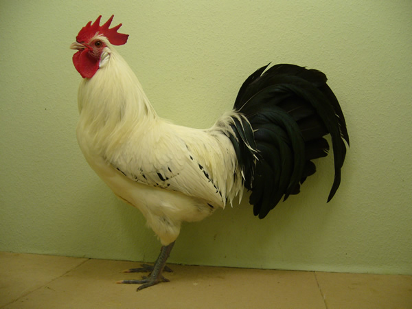 Ostfriesische ZwergMöwen